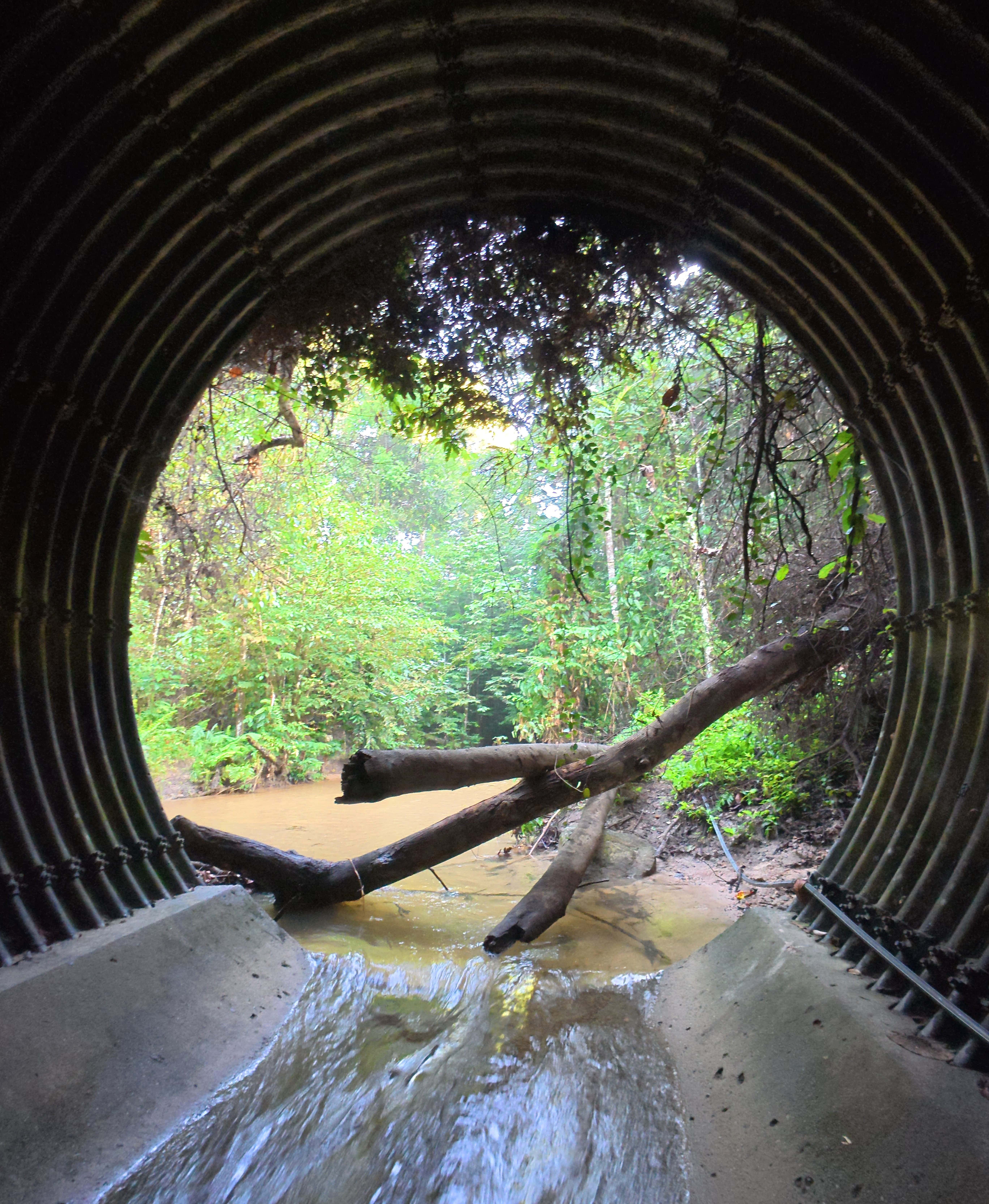 View from inside a large jungle tunnel pipe looking out toward a muddy river surrounded by dense green rainforest, with fallen tree branches