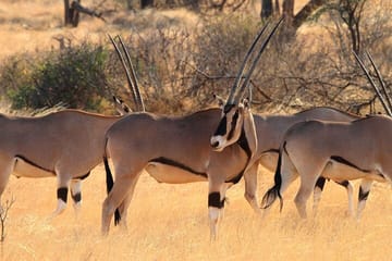 12 Day and 11 Nights Best Kenya Safari