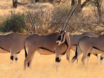 12 Day, 11 Nights - Best Kenya Safari