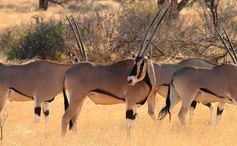 12 Day and 11 Nights Best Kenya Safari