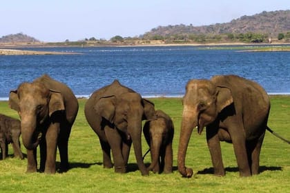 Minneriya Safari Tour from Habarana