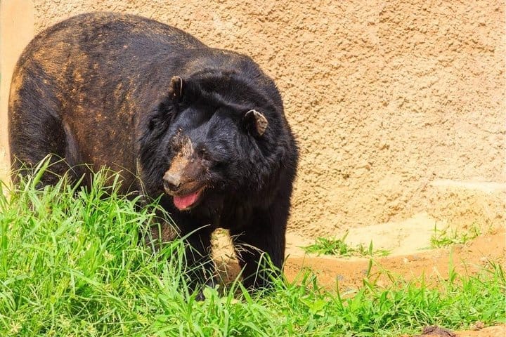 Jaipur Heritage walk Tour