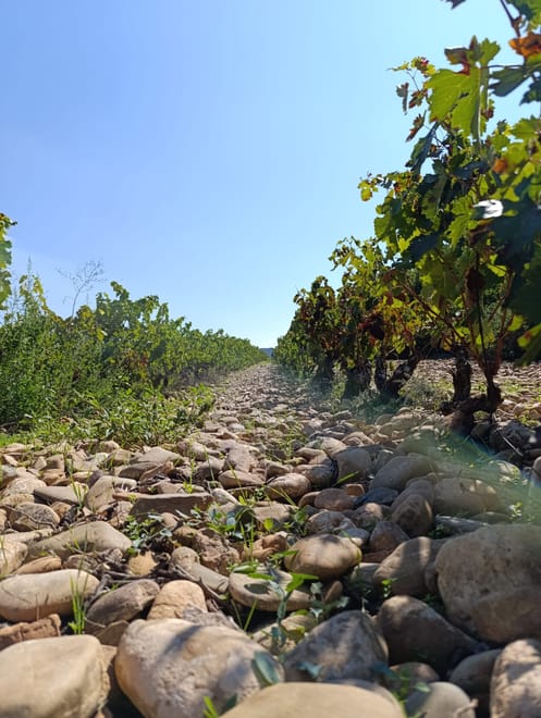 Three Day Rioja Wine Experience - Photo 24