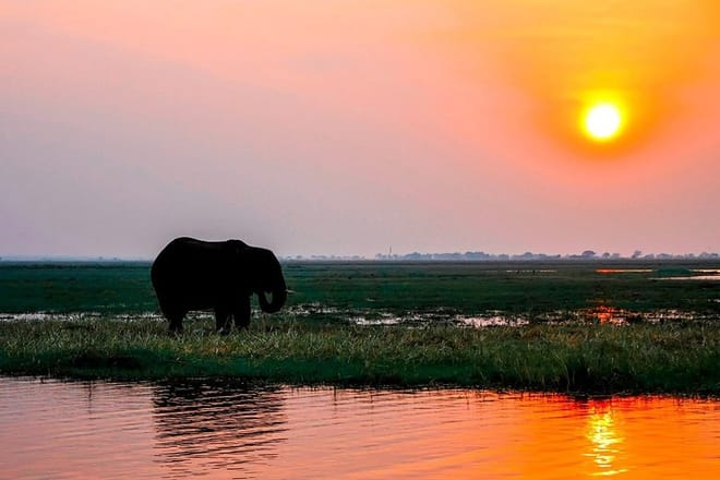 Elephant on the river banks