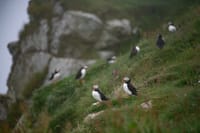 Faroe Islands: Mykines Puffin Island | Group Tour 5