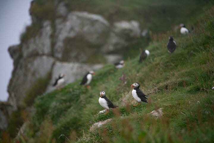 Faroe Islands: Mykines Puffin Island | Group Tour 5