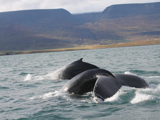 Combo Whale Watching and Goðafoss, photo 9