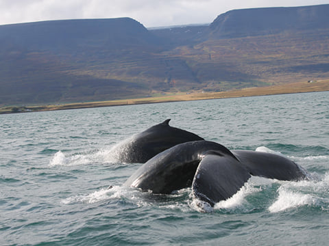 Combo Whale Watching and Goðafoss, photo 9