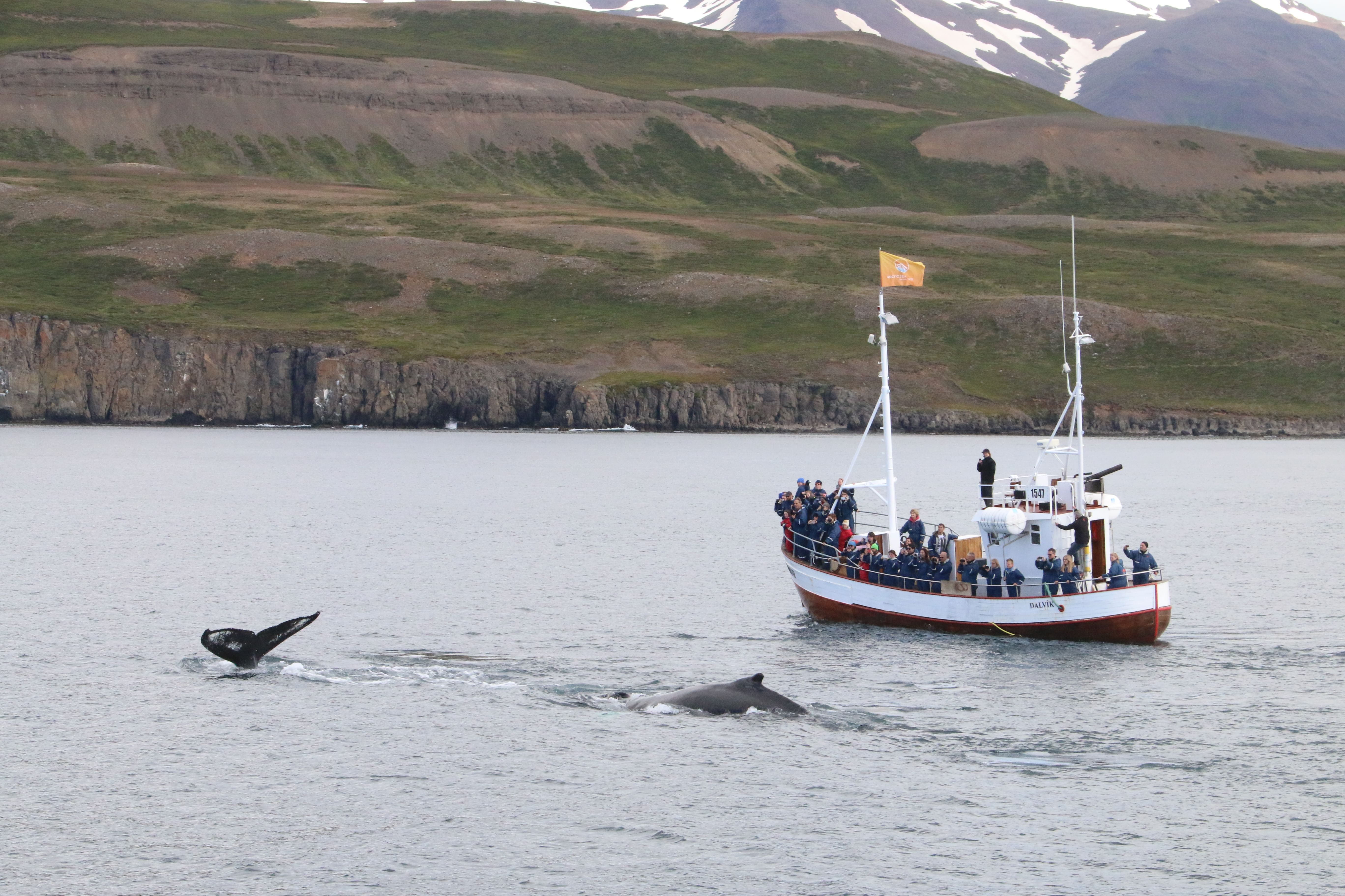 Whales emerging from the water next to the boat full of people whale watching.