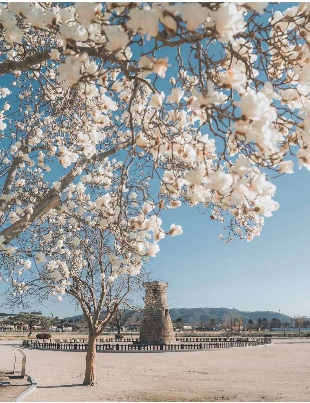 Stone structure of Cheomseongdae standing on a flat grassy field.