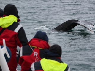 Húsavík: Small-Family Run, Responsible Whale Watching, photo 25