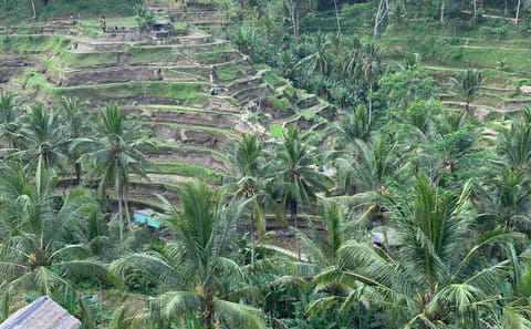 Bali Highlights : Nature, Waterfall, Rice Terraces and Volcano