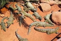Croco Park Safari Adventure with Convenient Transfers – Agadir