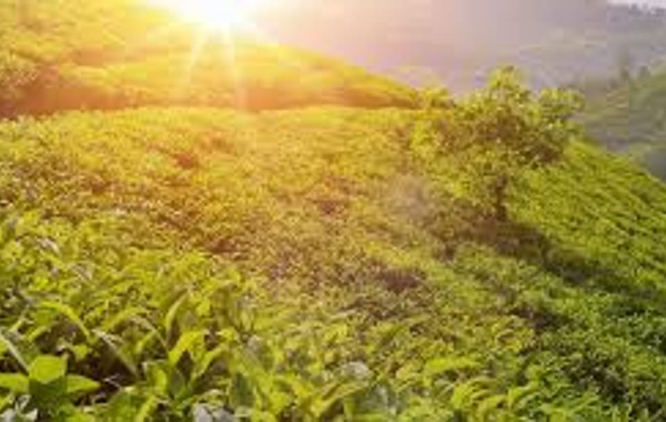 Nuwara Eliya Day Tour: Nature and Adventure from Kandy