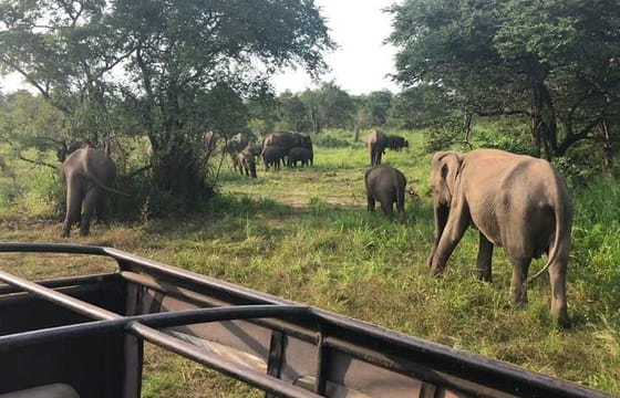 Hurulu Eco Park Private Safari