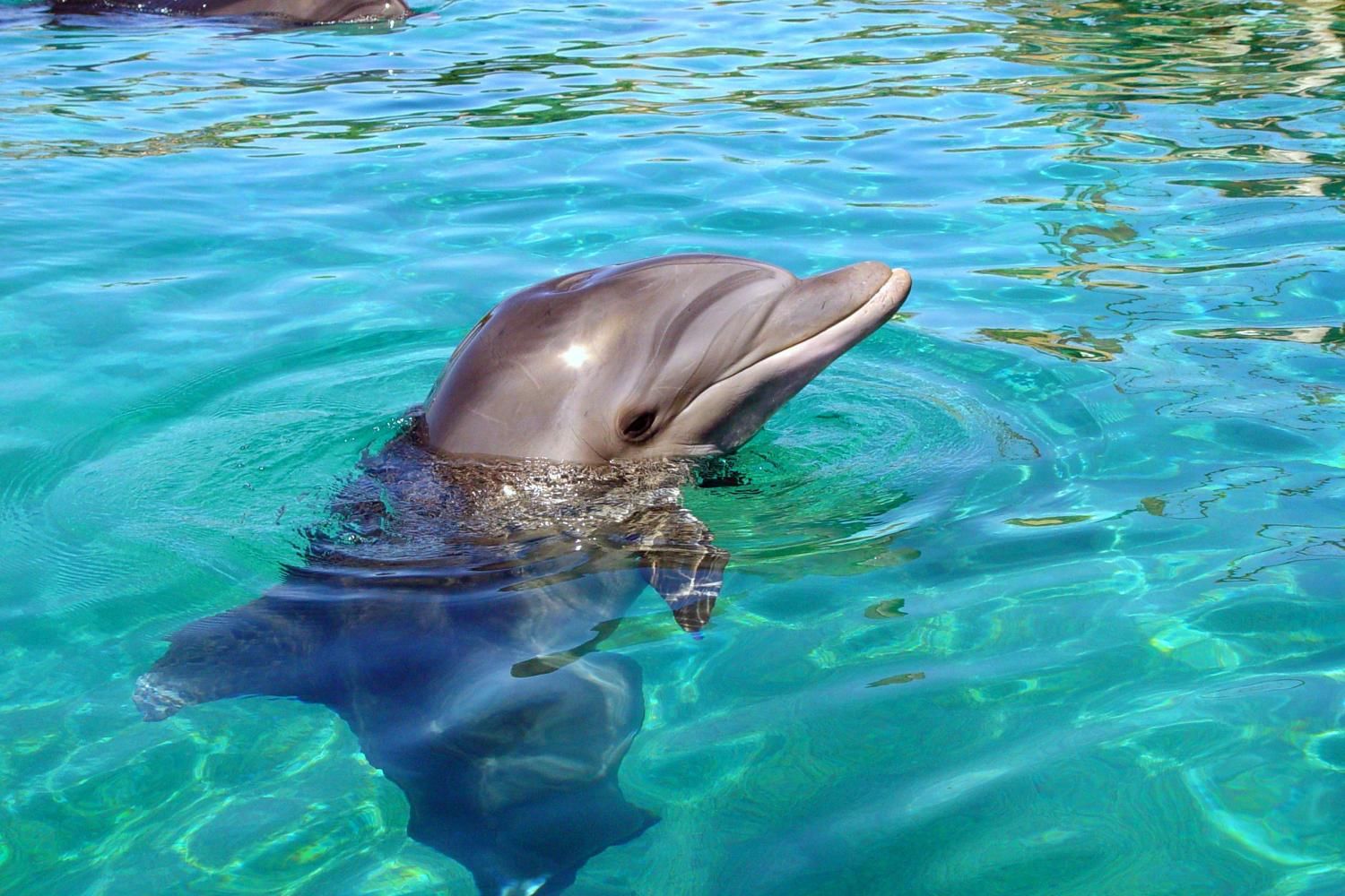 Dubai Dolphinarium Ticket with Daytur