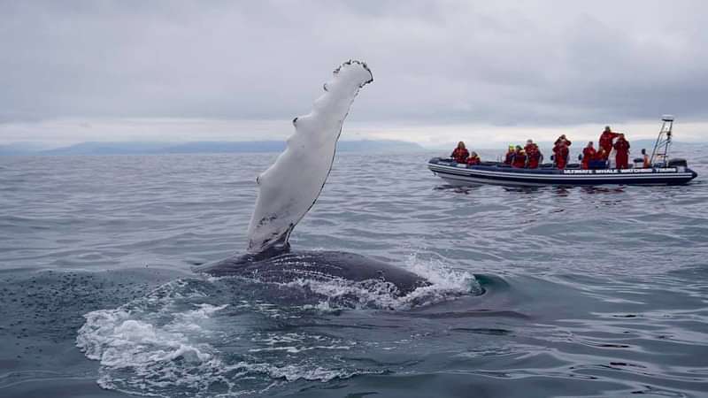Book a small group whale watching in Reykjavík with RIB speedboat ...