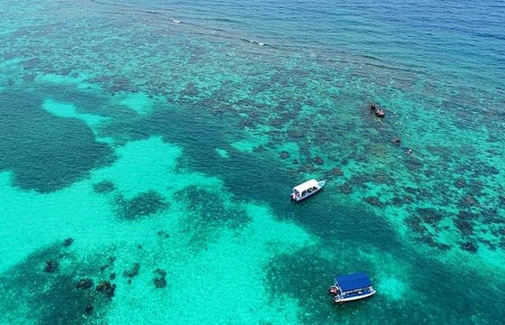 Roatan North Side Mangroves, Starfish, Shipwreck Snorkeling & Transportation