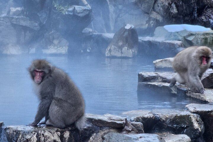 Snow monkeys from Tokyo: Private trip with professional photographerand local guide