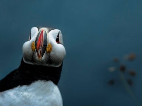 A puffin that can be sometimes spotted in the summertime
