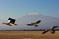 Birds flying with Mt. Kilimanjaro in the background.