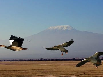 Birds flying with Mt. Kilimanjaro in the background.