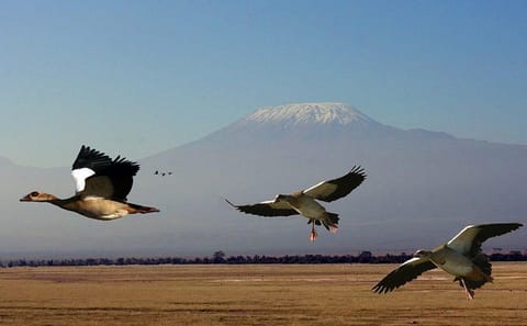 3-Day Group Safari in Amboseli National Park, Kenya