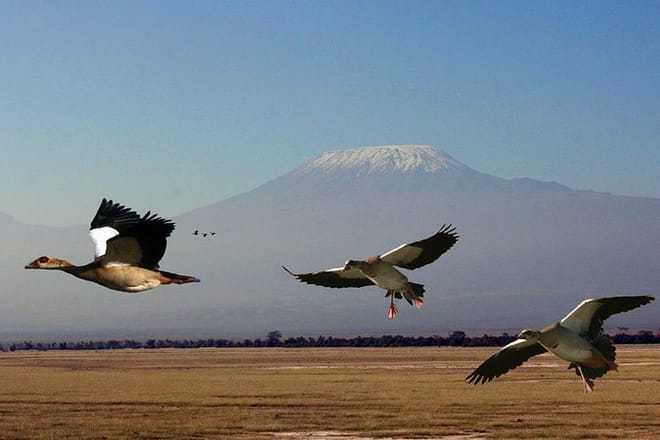 Birds flying with Mt. Kilimanjaro in the background.