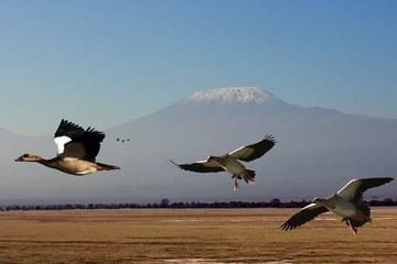 3-Day Group Safari in Amboseli National Park, Kenya