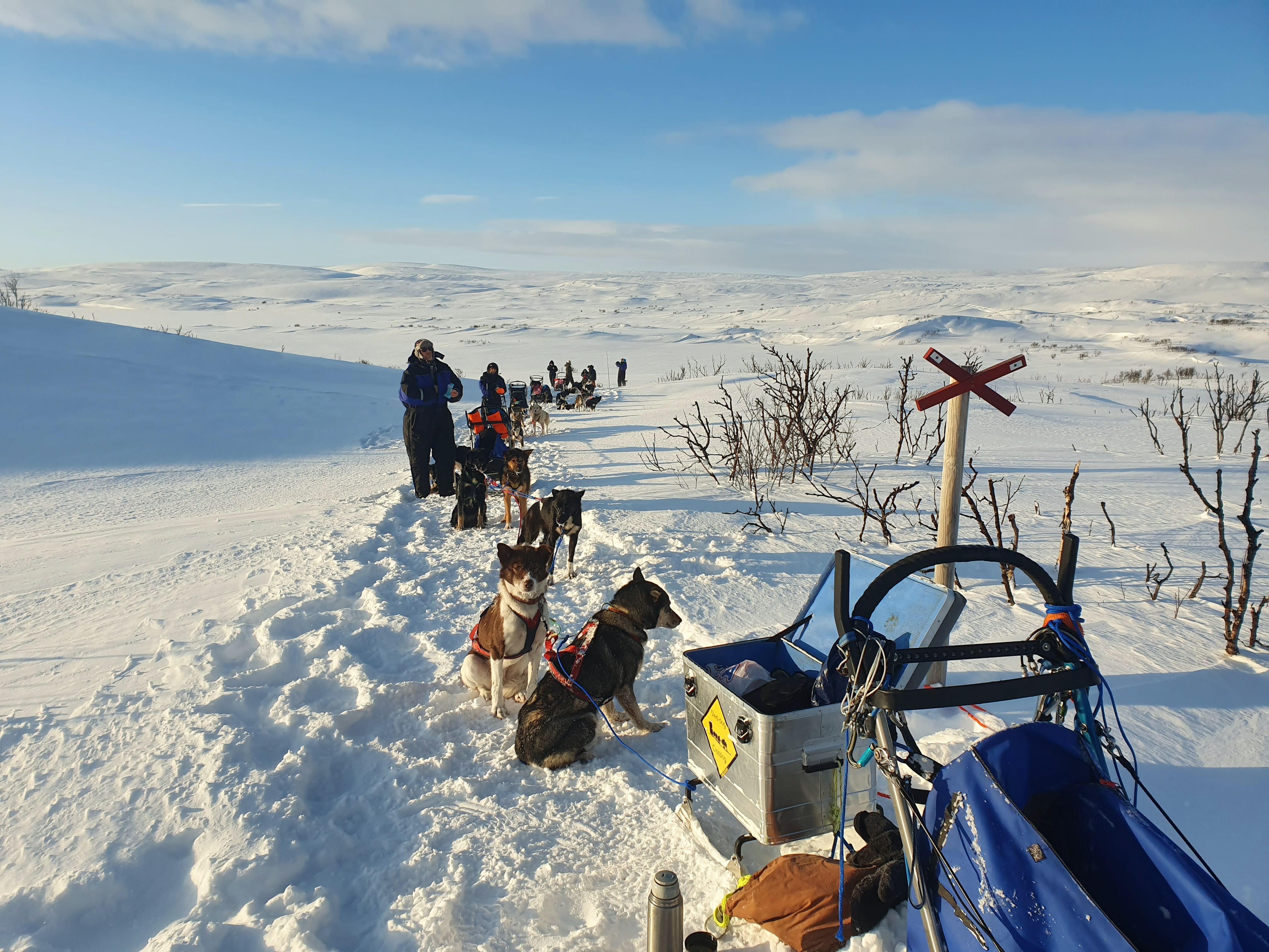 Polar husky expedition in the wilderness