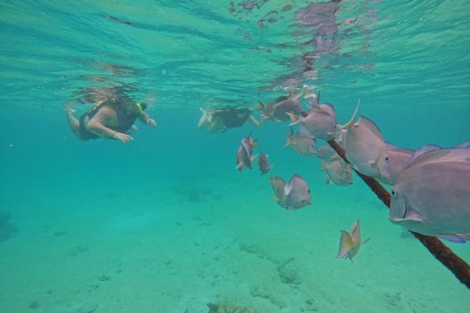 Santuario de tortugas Akumal Snorkel Experiencia marina