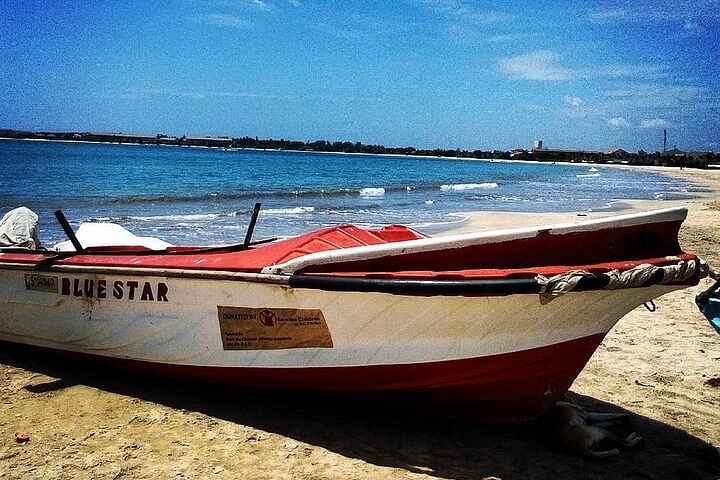 Pasikudha Beach Adventure from Colombo: Explore Whales, Dolphins & Cultural Delights