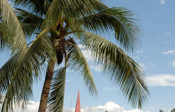 Tar-01 : Tarapoto’s Hidden Treasures – City, Chocolate, and Animal Tours