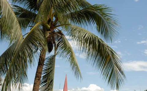 City and Wildlife Tour of Tarapoto with Chocolate Tasting