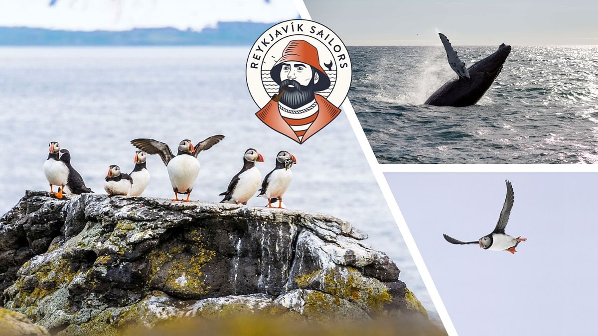 Whale Watching and Puffin Tour: Explore Iceland's Wildlife from Old Harbour in Downtown Reykjavik