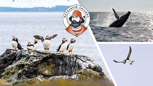 Whales and Puffins from Reykjavik