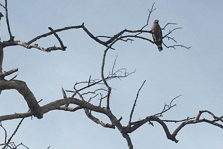 Private Jeep Safari at Kaudulla National Park