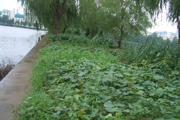 Cycling Tour of East Lake and Gardens in Wuhan