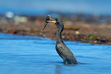 Sri Lanka’s Village Safari and Wildlife Experience