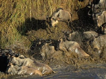 Great Migration Grumeti River