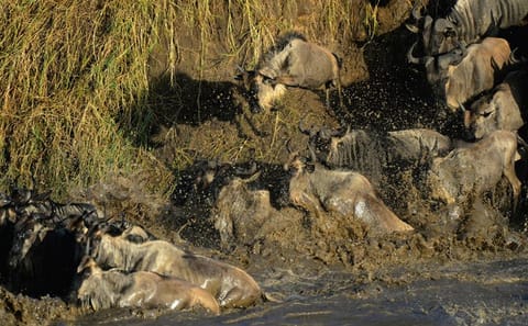 Great Migration Grumeti River