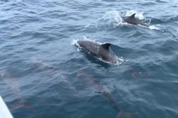 Whale and Dolphin Watching Tour in Mirissa, Sri Lanka