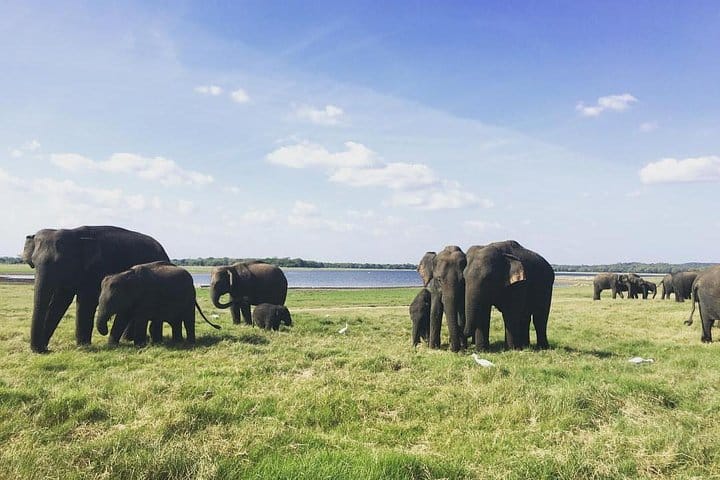 Glamourous Sri Lanka 7 Days Tour