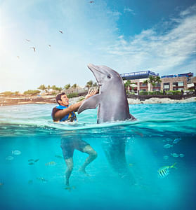 Dolphin Encounter Riviera Maya