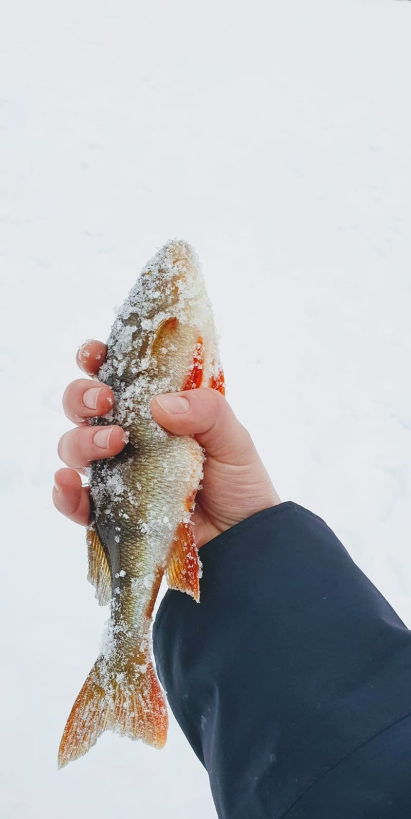 Searching for Perch