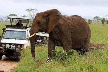 4 – DAYS AMBOSELI NATIONAL PARK SAFARI