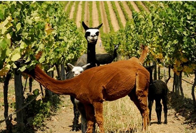 Private Full Day  Scuba Diving and Wine Tour From Santiago 6