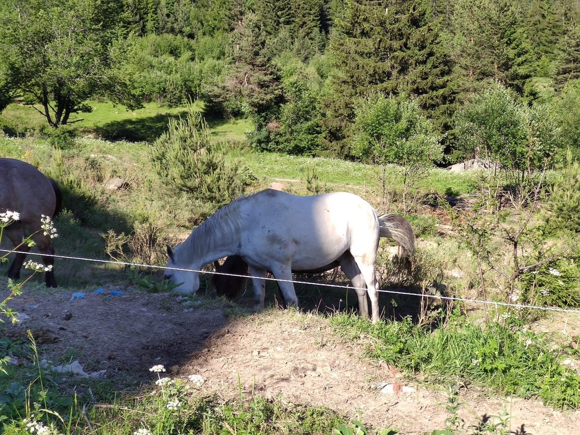 Pleasant horse riding walk in Northern Bulgaria 3