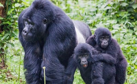 3-Day Gorilla Trekking Tour from Kampala to Bwindi