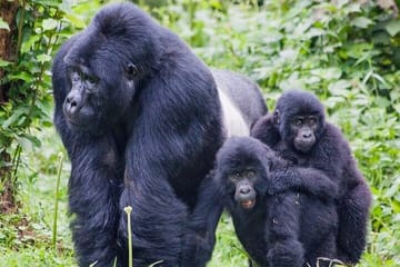 3-Day Gorilla Trekking Tour from Kampala to Bwindi